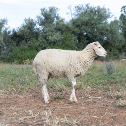 Mouton n°16