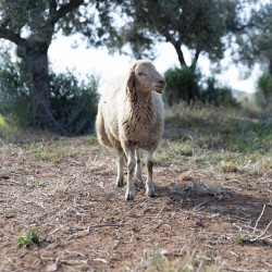 Mouton n°18