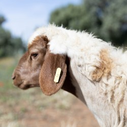 Mouton n°19