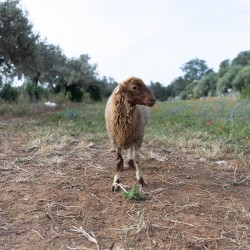 Mouton n°20