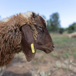 Mouton n°21