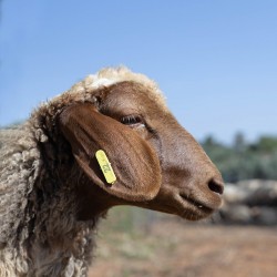 Mouton n°22