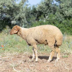 Mouton n°23
