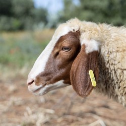 Mouton n°24