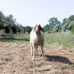 Mouton n°25