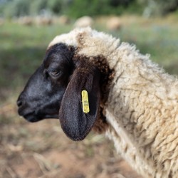 Mouton n°26