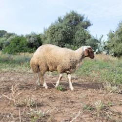 Mouton n°27