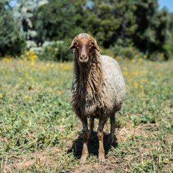 Mouton n°334