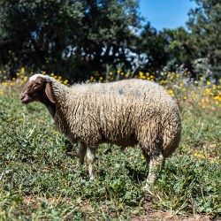 Mouton n°337