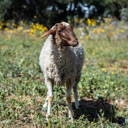 Mouton n°354