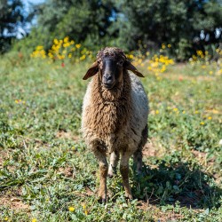 Mouton n°360