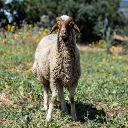 Mouton n°385