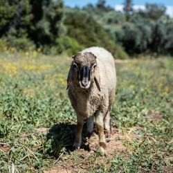 Mouton n°538