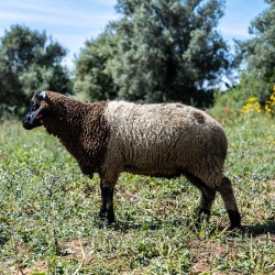 Mouton n°528