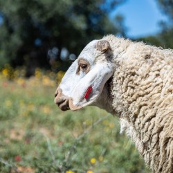 Mouton n°546