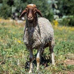 Mouton n°570