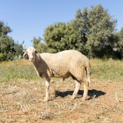 Mouton n°348