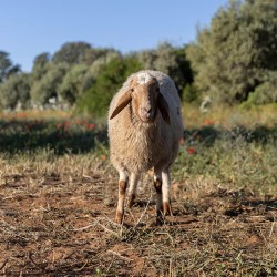 Mouton n°351