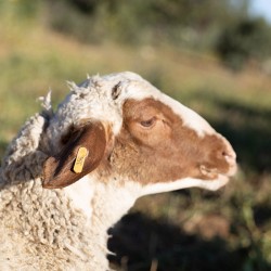 Mouton n°356