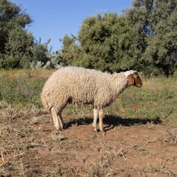 Mouton n°372