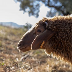 Mouton n°373