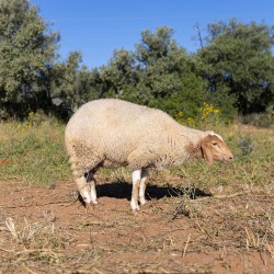 Mouton n°379