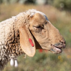 Mouton n°501
