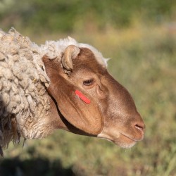Mouton n°504