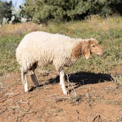 Mouton n°508