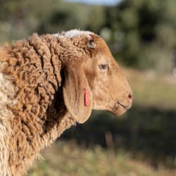 Mouton n°510
