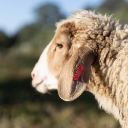 Mouton n°526