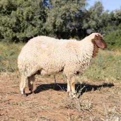 Mouton n°534