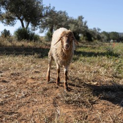 Mouton n°571