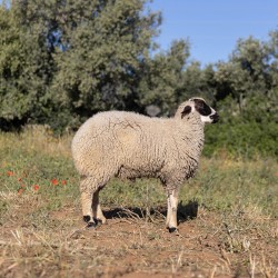 Mouton n°573