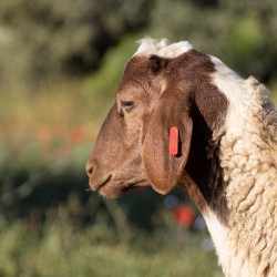 Mouton n°594