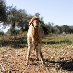 Mouton n°599