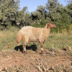 Mouton n°808
