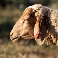 Mouton n°823
