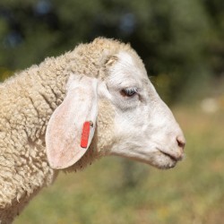 Mouton n°834