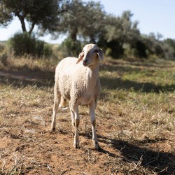 Mouton n°837