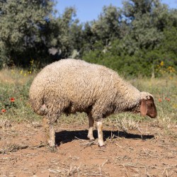 Mouton n°840