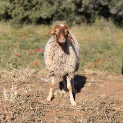Mouton n°846