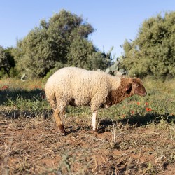 Mouton n°847