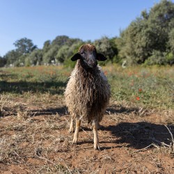 Mouton n°856