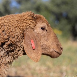Mouton n°864