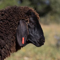 Mouton n°867