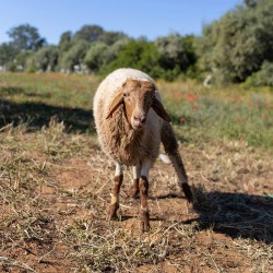 Mouton n°868