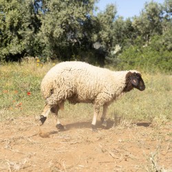 Mouton n°870