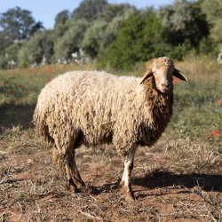 Mouton n°871