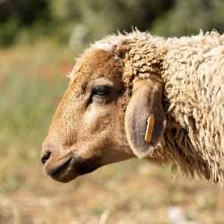Mouton n°312